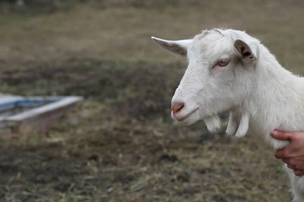 Goat White Goat Farmyard — Stock Photo, Image