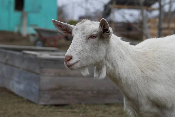 Une Chèvre Chèvre Blanche Dans Cour Ferme — Photo