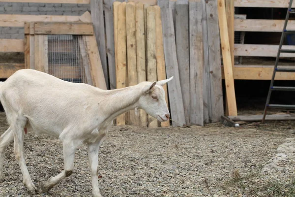 Коза Біла Коза Дачній Ділянці — стокове фото