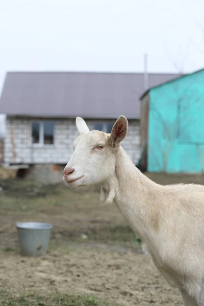 Коза Біла Коза Дачній Ділянці — стокове фото