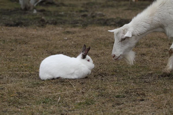 兔子和山羊在农场院子里 白山羊在农场院子里和兔子玩耍 — 图库照片