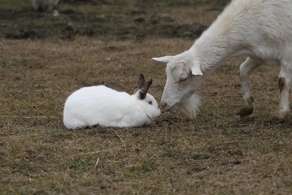 兔子和山羊在农场院子里 白山羊在农场院子里和兔子玩耍 — 图库照片