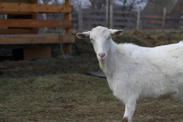 Une Chèvre Chèvre Blanche Dans Cour Ferme — Photo