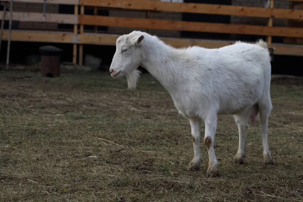 Witte Geit Bij Kraal Geit Het Erf — Stockfoto