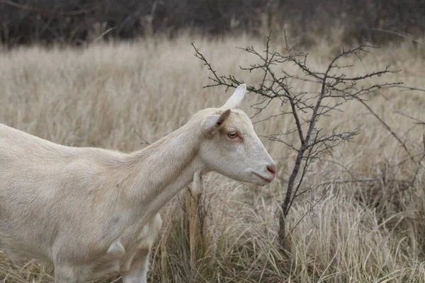Goat Goat Grazing Field — Stock Photo, Image