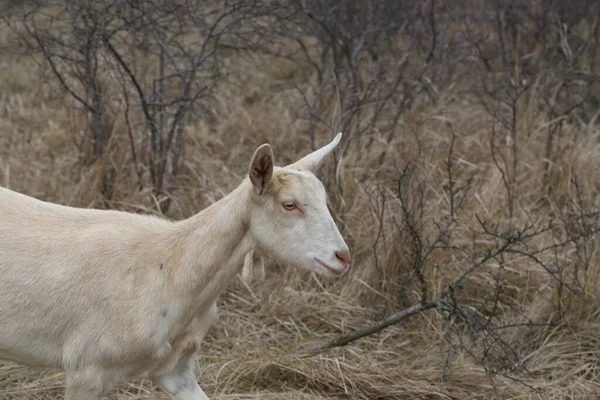 Goat Goat Grazing Field — Stock Photo, Image