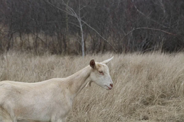 Capra Pascolo Caprino Sul Campo — Foto Stock