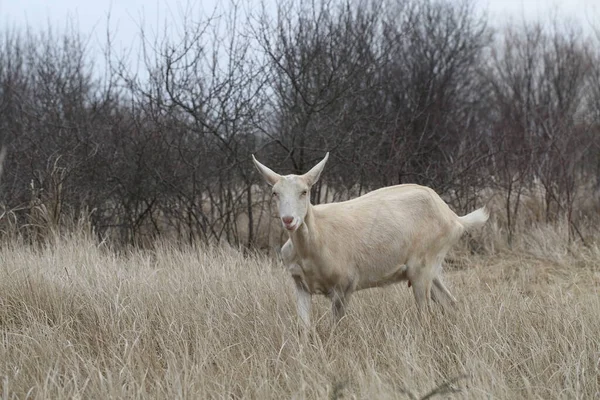 Capra Pascolo Caprino Sul Campo — Foto Stock