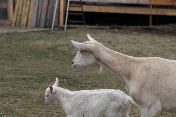 Goats Goats Farmyard — Stock Photo, Image
