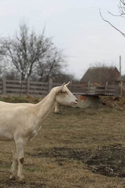 Cabra Cabra Branca Anda Redor Quintal Fazenda — Fotografia de Stock