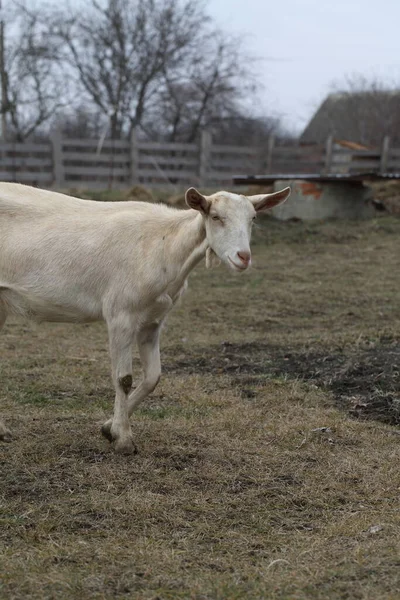 Goat White Goat Walks Farm Yard — Stock Photo, Image