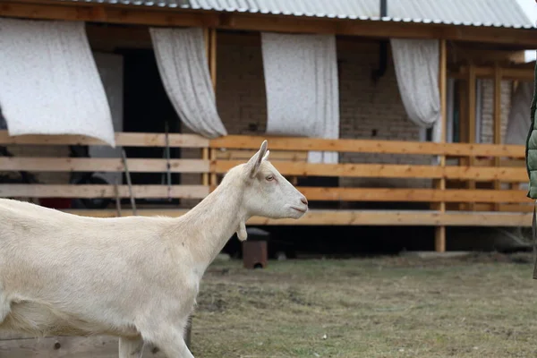 Kozę Biała Koza Spaceruje Podwórku — Zdjęcie stockowe