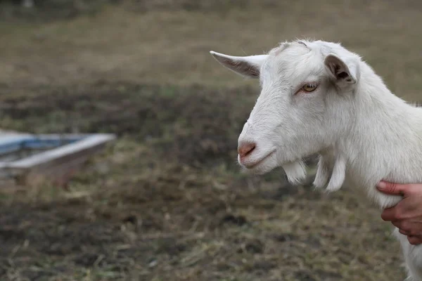 Goat White Goat Walks Farm Yard — Stock Photo, Image