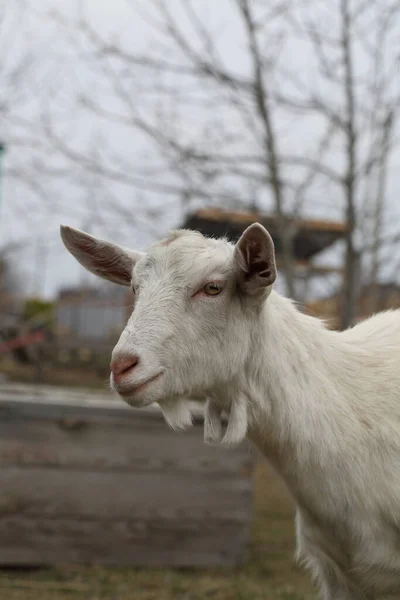 Une Chèvre Chèvre Blanche Marche Autour Cour Ferme — Photo