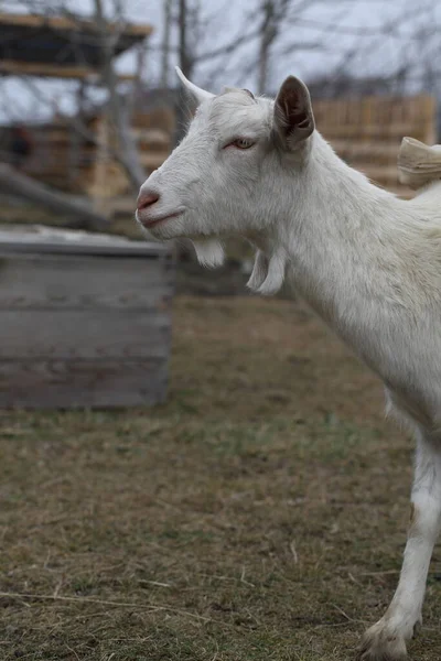 Une Chèvre Chèvre Blanche Marche Autour Cour Ferme — Photo