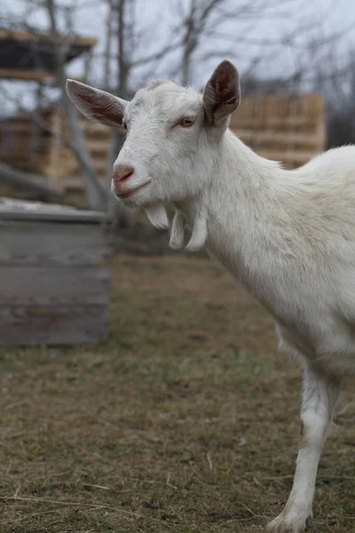 Une Chèvre Chèvre Blanche Marche Autour Cour Ferme — Photo