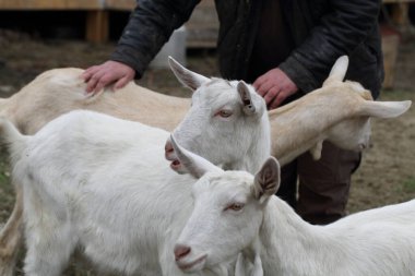 Keçiler. Çiftçi bahçede keçi okşuyor.
