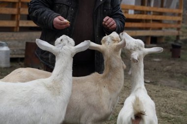 Keçiler. Çiftçi bahçede keçi okşuyor.