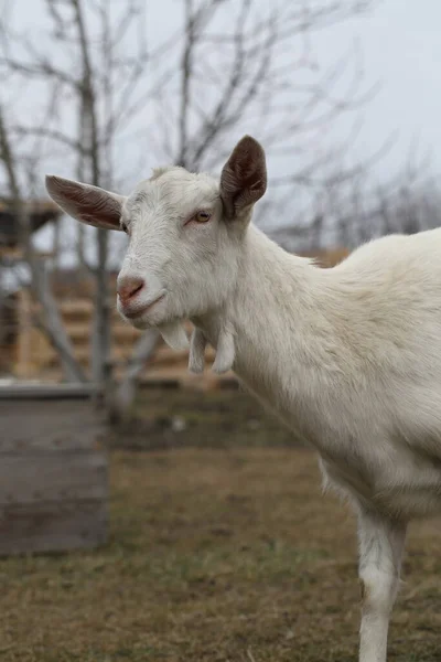 Une Chèvre Chèvre Blanche Marche Autour Cour Ferme — Photo