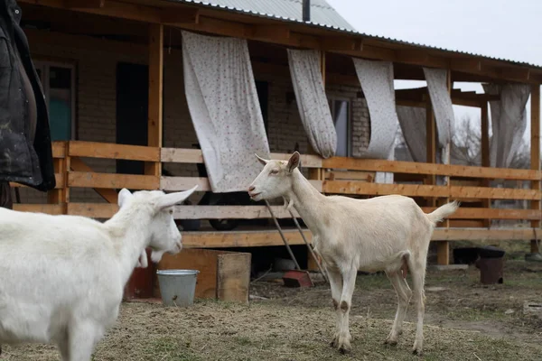 Des Chèvres Chèvres Dans Cour Ferme — Photo