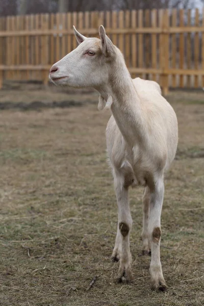 山羊在谷仓院子里 农场院子里的白山羊 — 图库照片