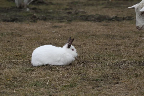 Lapin Lapin Blanc Assis Sur Herbe Dans Une Cour Ferme — Photo