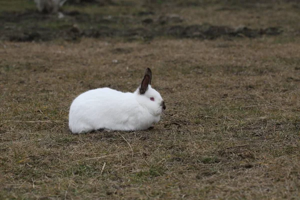 Lapin Lapin Blanc Assis Sur Herbe Dans Une Cour Ferme — Photo