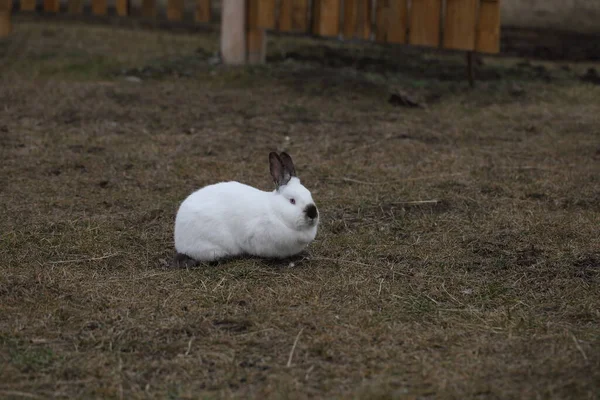 Rabbit. White rabbit sits on grass in a farm yard