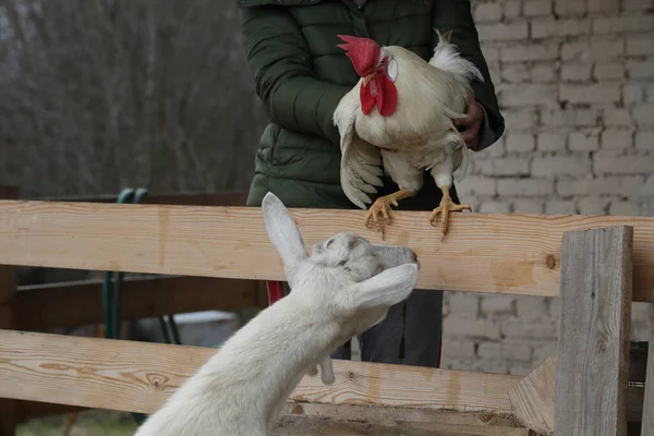 酉とヤギ ヤギは雄鶏を見て — ストック写真