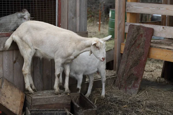 Des Chèvres Chèvres Dans Cour Ferme — Photo