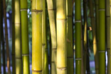 Arka plan görüntüsü bambu bitki