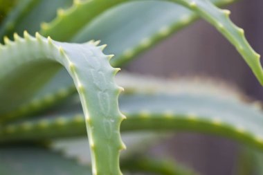 Aloe vera dikenler