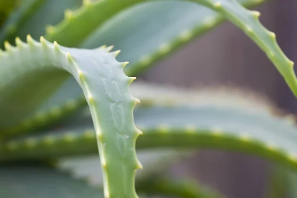 Aloe vera thorns — Stock Photo, Image