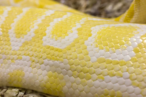 Albino python pele — Fotografia de Stock