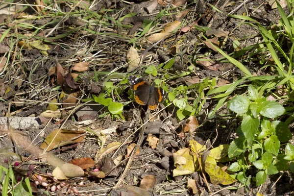 Red admiral (Vanessa atalanta) butterfly — Stock Photo, Image