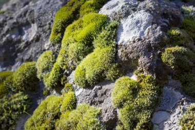 Bir taşın üzerinde büyüyen yeşil yosun..