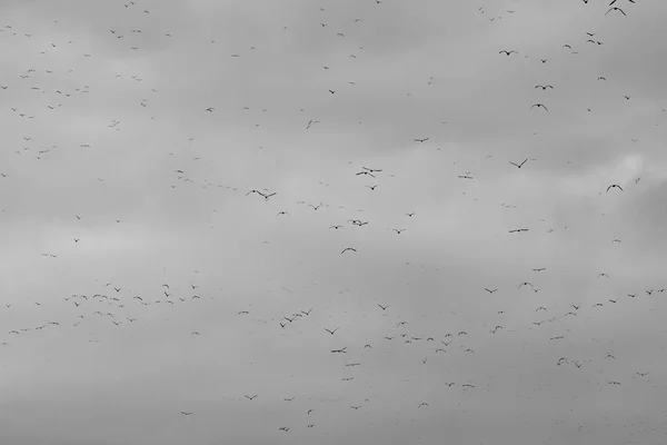 Cielo nuvoloso pieno di uccelli. — Foto Stock