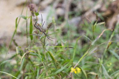 Kaplan örümcek (Scytodes globula)