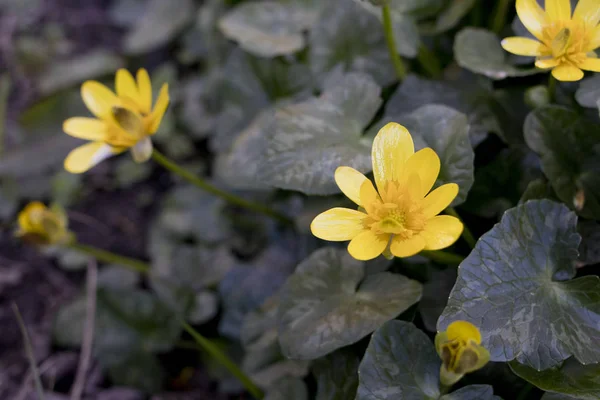 Bovenwindse stinkende gouwe bloemen (Ranunculus ficaria) — Stockfoto