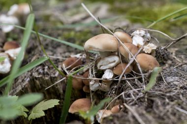 Doğada küçük mantar Grup.