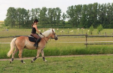 Genç bir kadın bir binicilik Haflinger