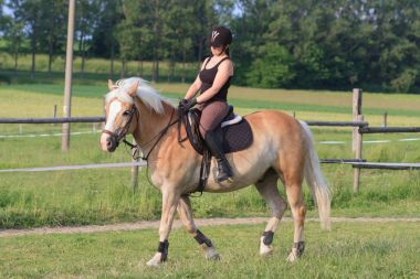 Genç bir kadın bir binicilik Haflinger