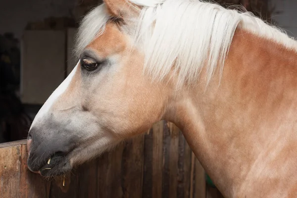 Close up de cabeça de cavalo, cavalo de garanhão raça haflinger — Fotografia de Stock
