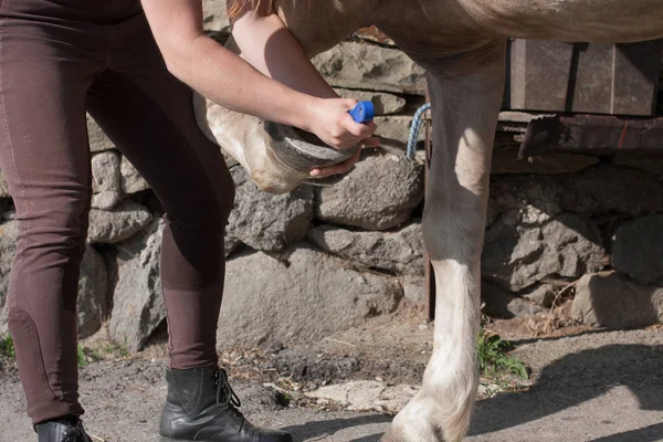 Mujer joven limpiando pezuña de caballo por gancho — Foto de Stock