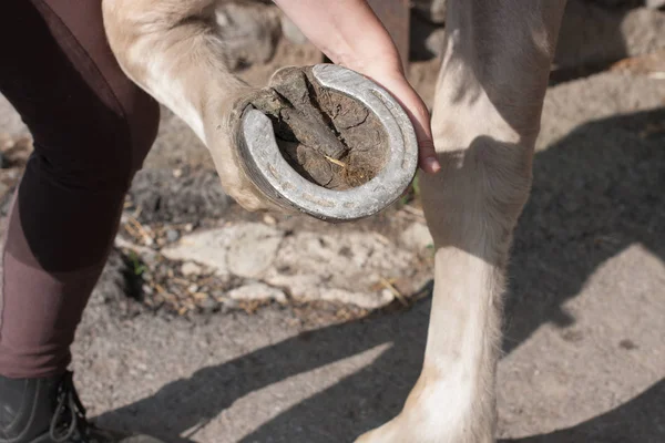 Jonge vrouw paard hoof schoonmaken door haak — Stockfoto