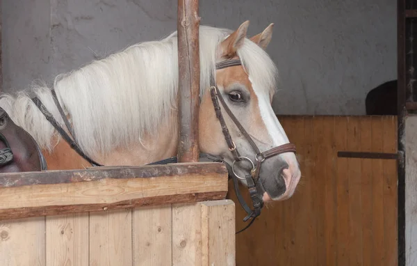 Primer plano de la cabeza de caballo, caballo semental raza haflinger —  Fotos de Stock