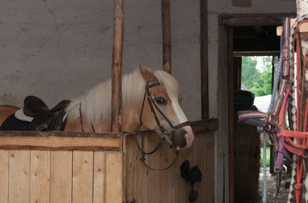 Kuda Haflinger, kuda jantan dengan pelana berdiri di stabil — Stok Foto