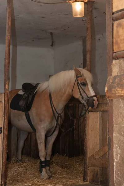 Raça de cavalo Haflinger, garanhão com sela em pé no estábulo — Fotografia de Stock