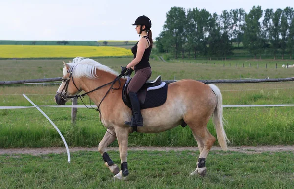 Молода жінка, верхи на коні Haflinger — стокове фото