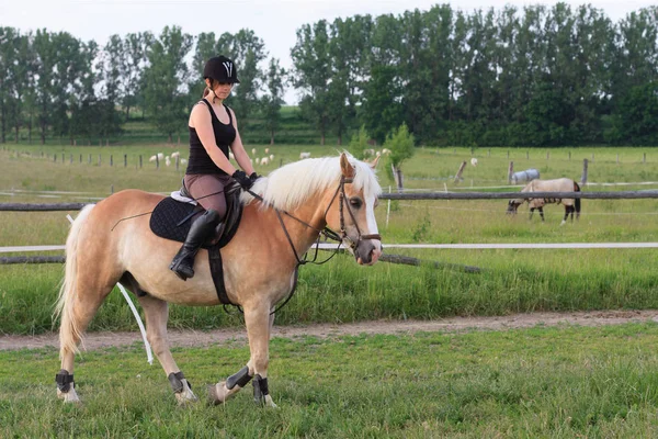 Een jonge vrouw rijden een paard Haflinger — Stockfoto